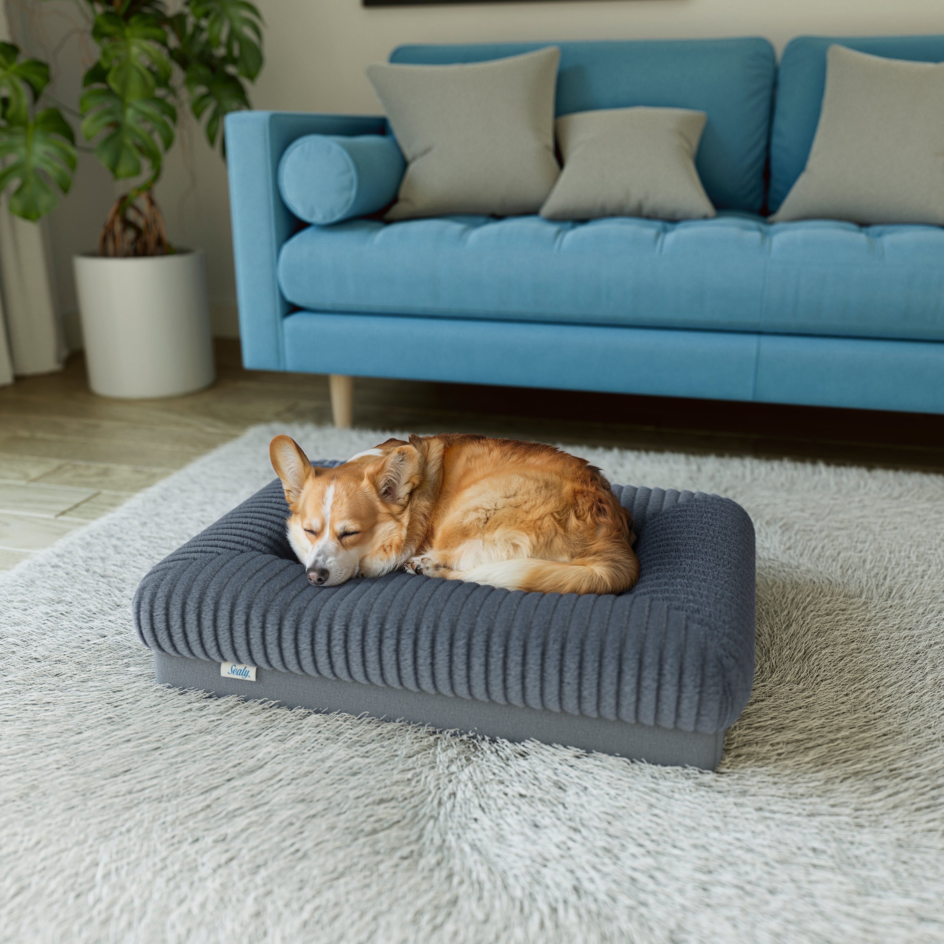 Sealy Orthopedic Bolster Bed