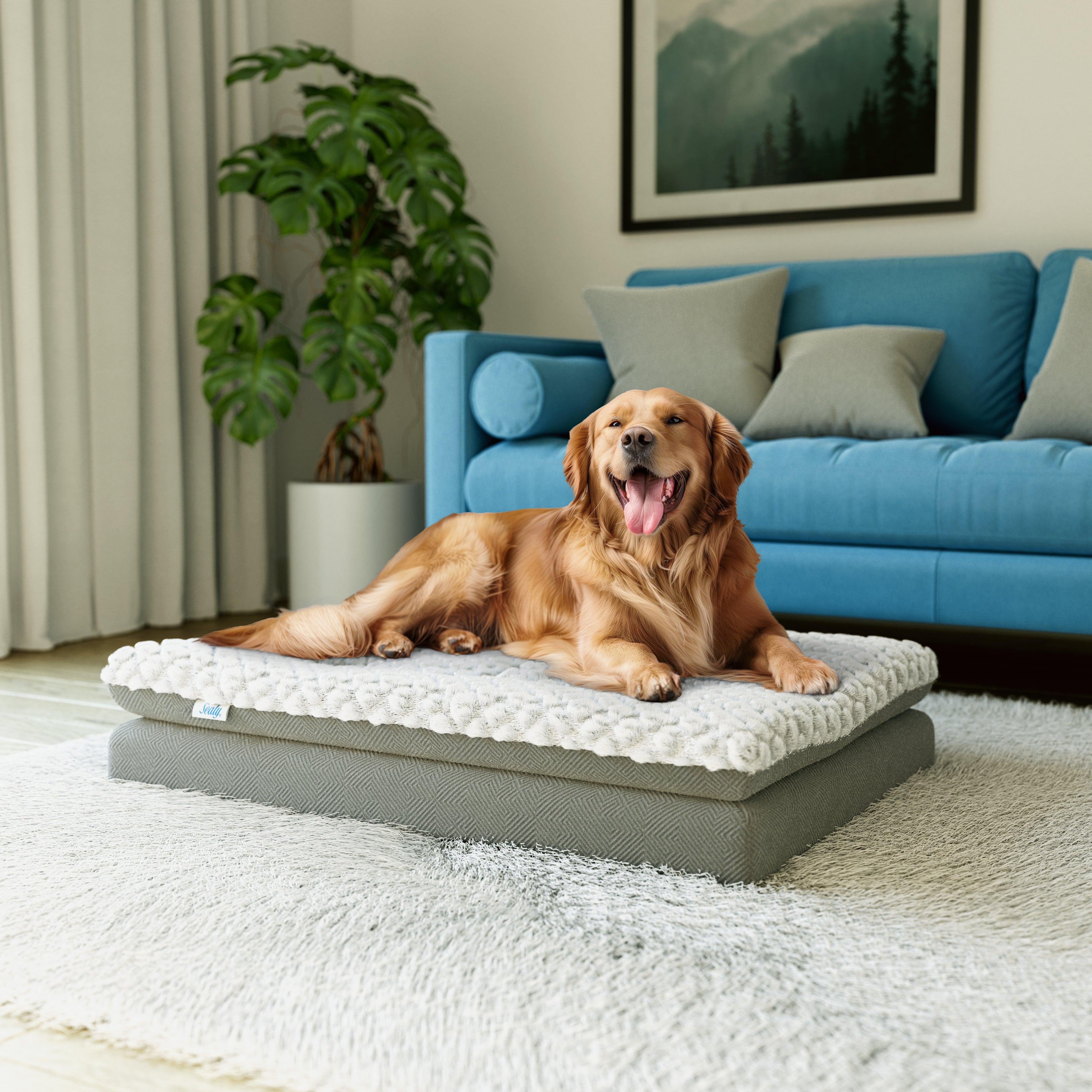 Sealy Pillow Top Mattress www alypet